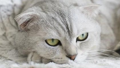 乐鱼体育在线登陆——畅享极致体育娱乐体验